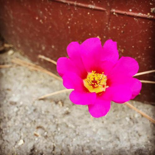 fla #flower